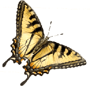 shop butterfly min