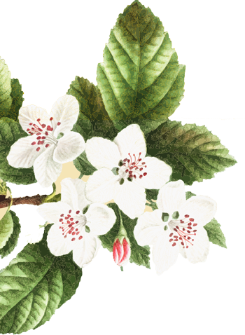 event flower
